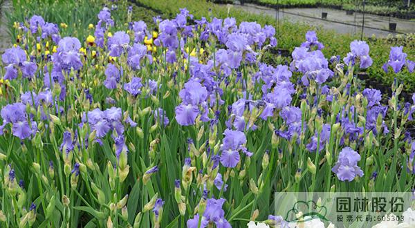 亚洲精品白浆高清久久久久久