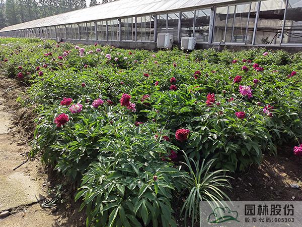 亚洲精品白浆高清久久久久久