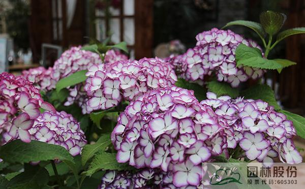 亚洲精品白浆高清久久久久久