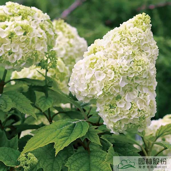 亚洲精品白浆高清久久久久久