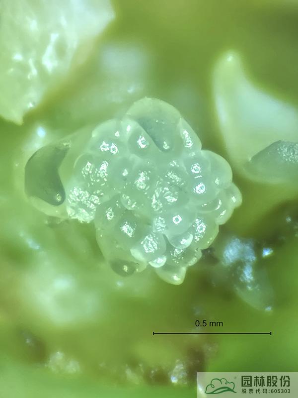 亚洲精品白浆高清久久久久久