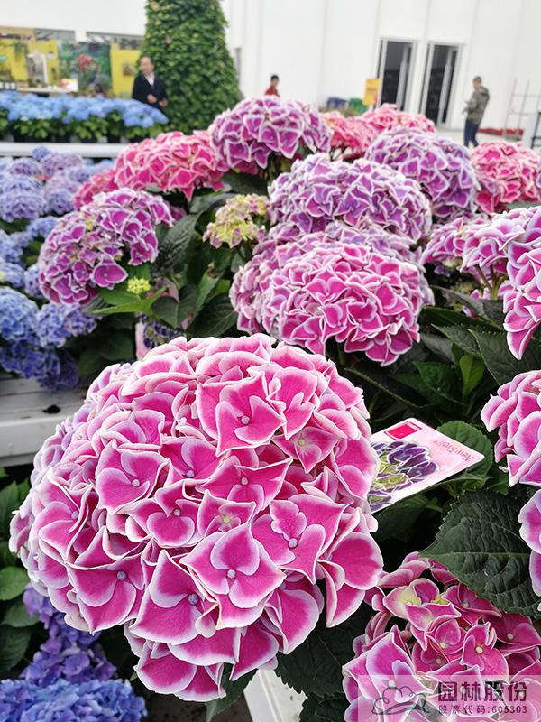 亚洲精品白浆高清久久久久久