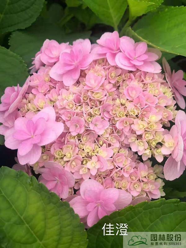 亚洲精品白浆高清久久久久久