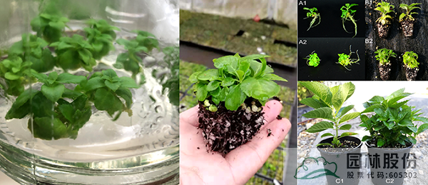 亚洲精品白浆高清久久久久久