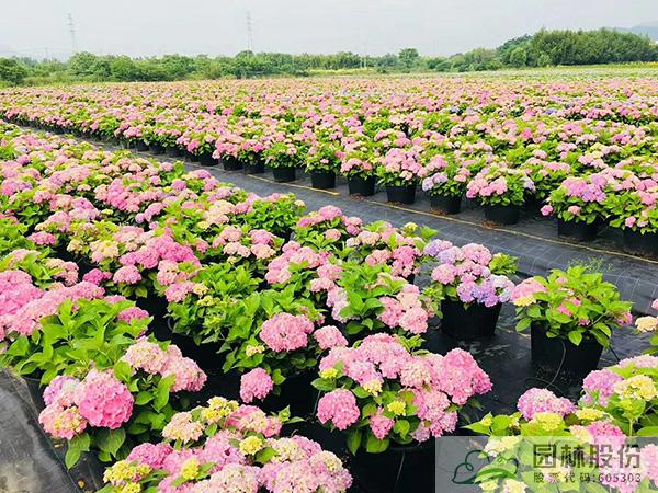 亚洲精品白浆高清久久久久久