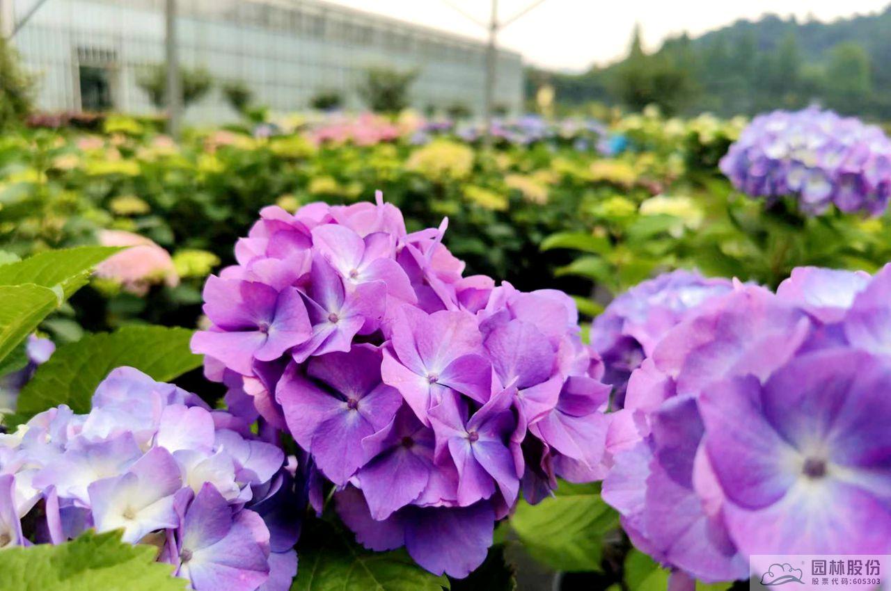 亚洲精品白浆高清久久久久久