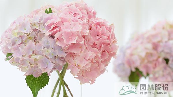 亚洲精品白浆高清久久久久久