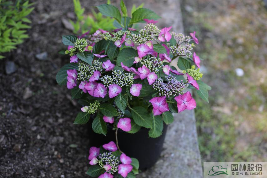 亚洲精品白浆高清久久久久久