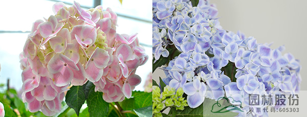 亚洲精品白浆高清久久久久久