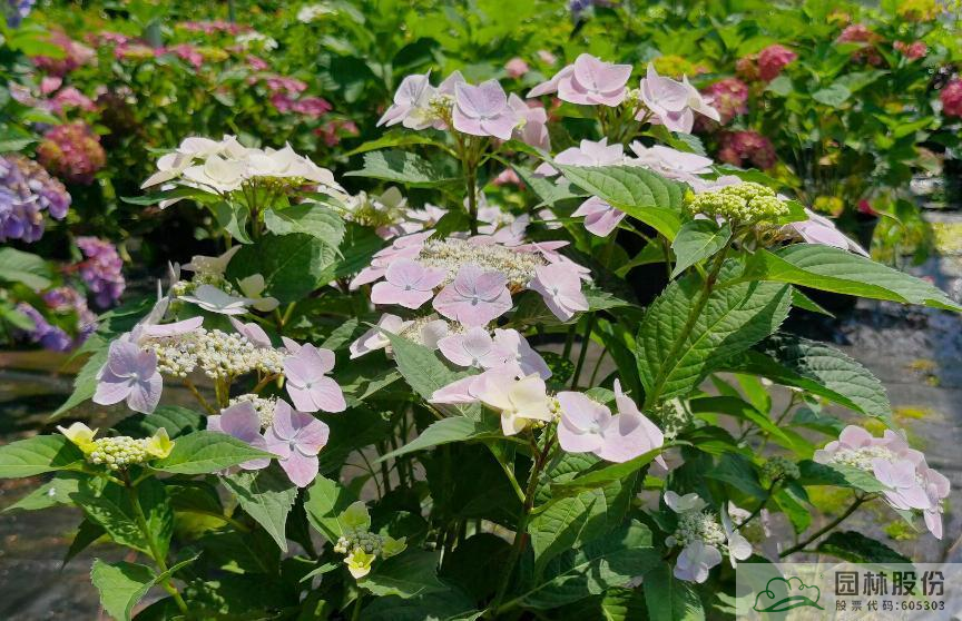 亚洲精品白浆高清久久久久久