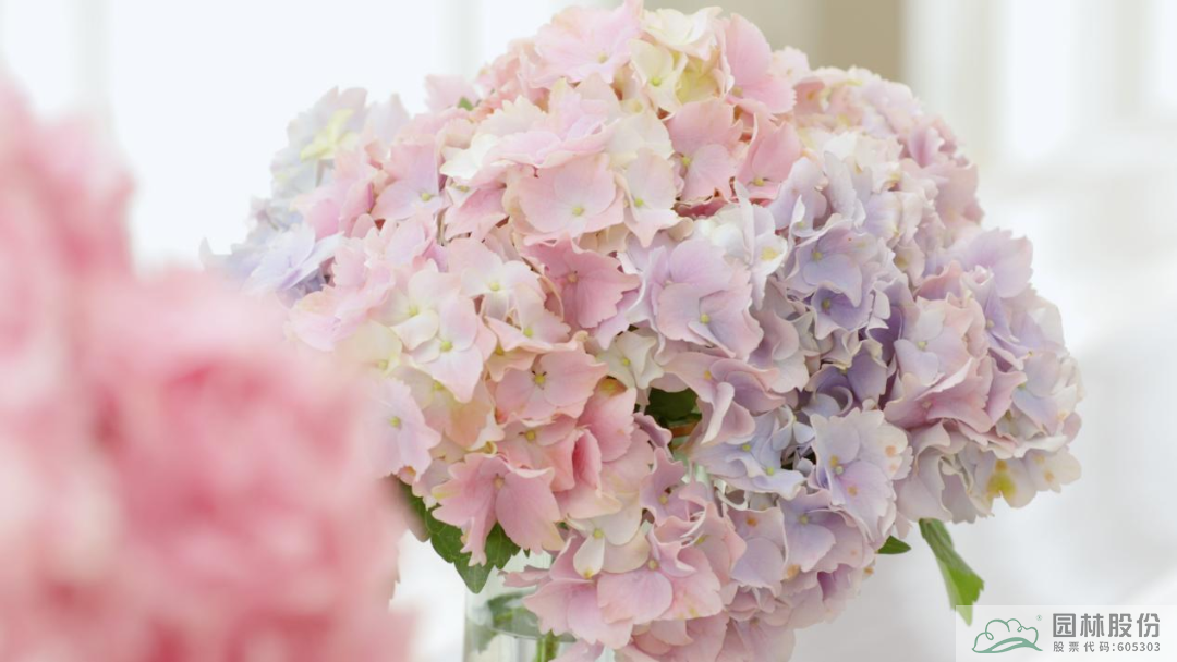 亚洲精品白浆高清久久久久久