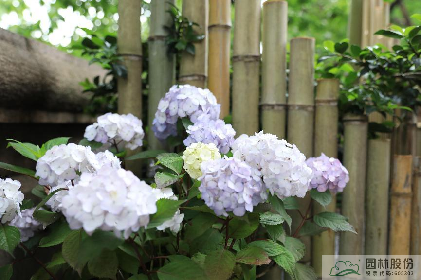 亚洲精品白浆高清久久久久久