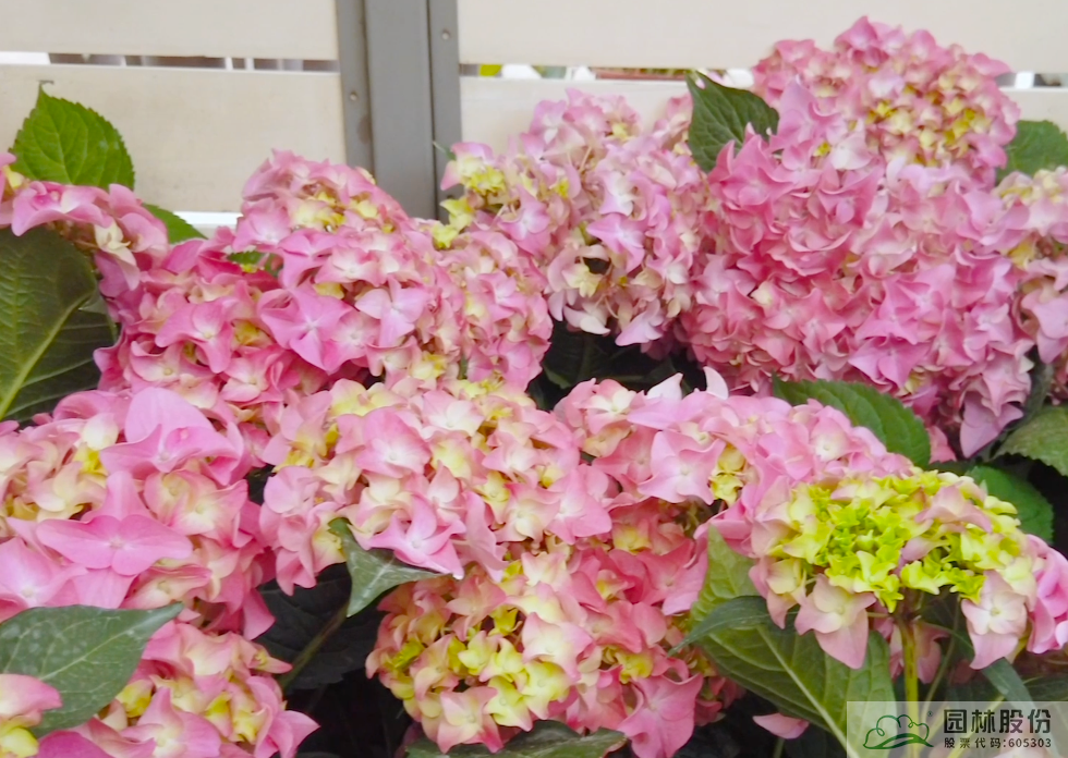 亚洲精品白浆高清久久久久久