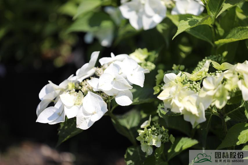 亚洲精品白浆高清久久久久久