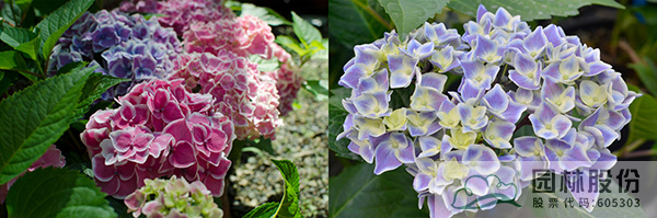 亚洲精品白浆高清久久久久久