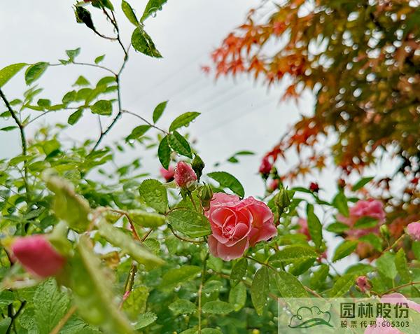 亚洲精品白浆高清久久久久久