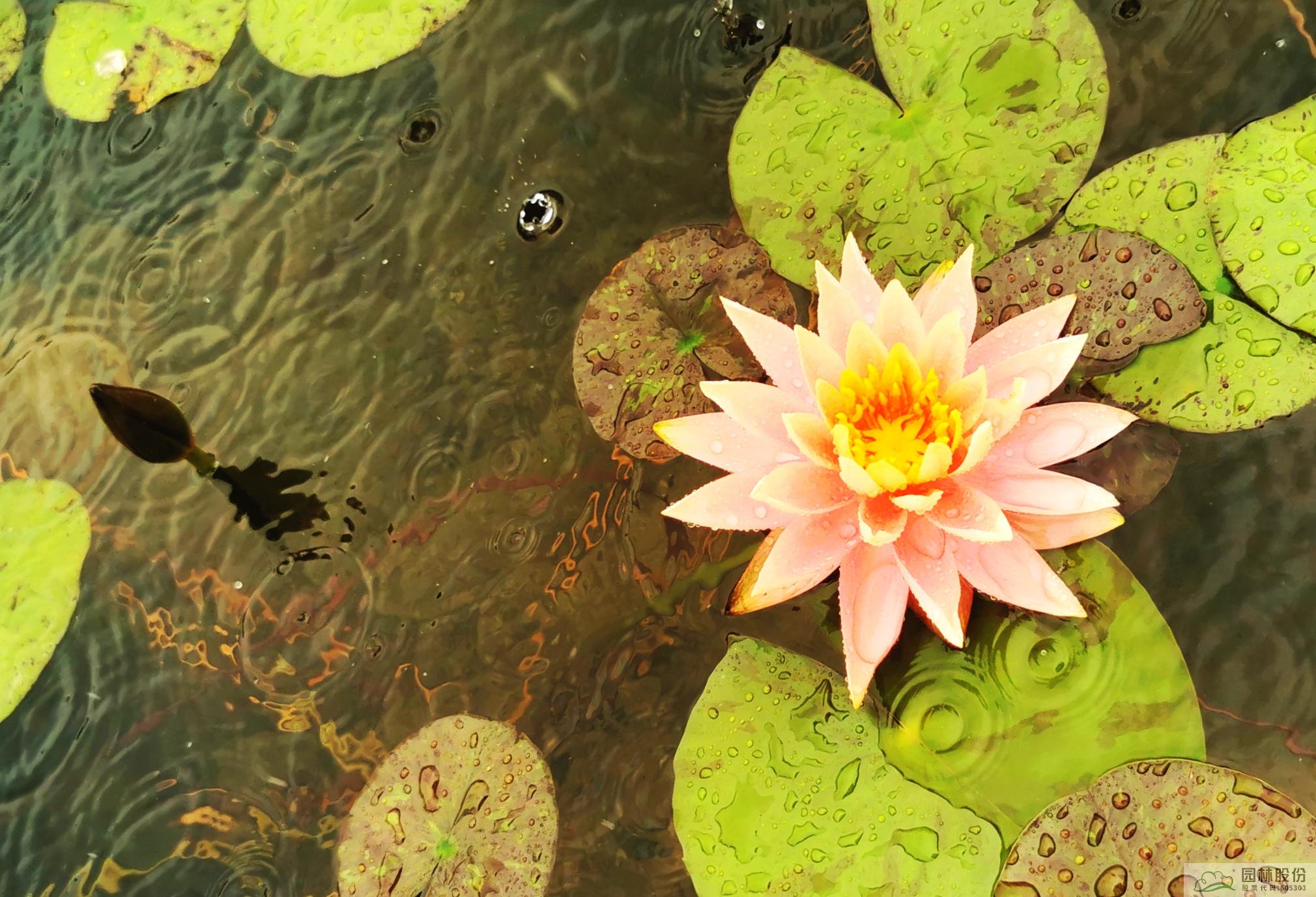 亚洲精品白浆高清久久久久久