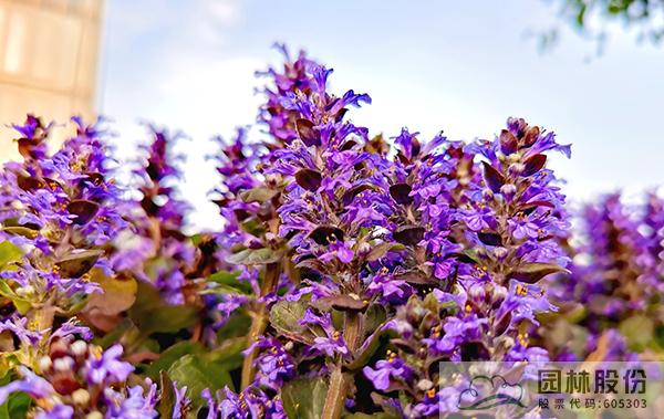 亚洲精品白浆高清久久久久久