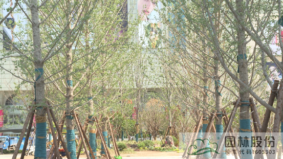 亚洲精品白浆高清久久久久久