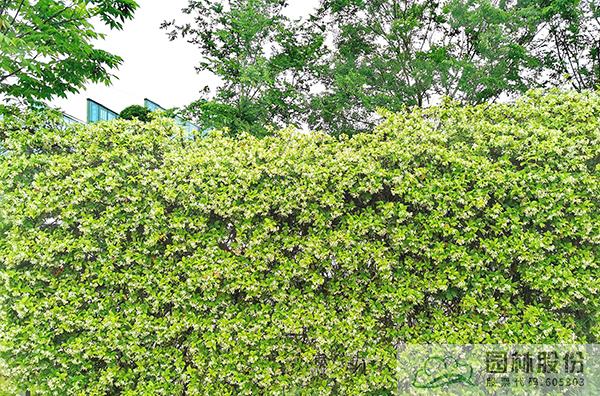 亚洲精品白浆高清久久久久久