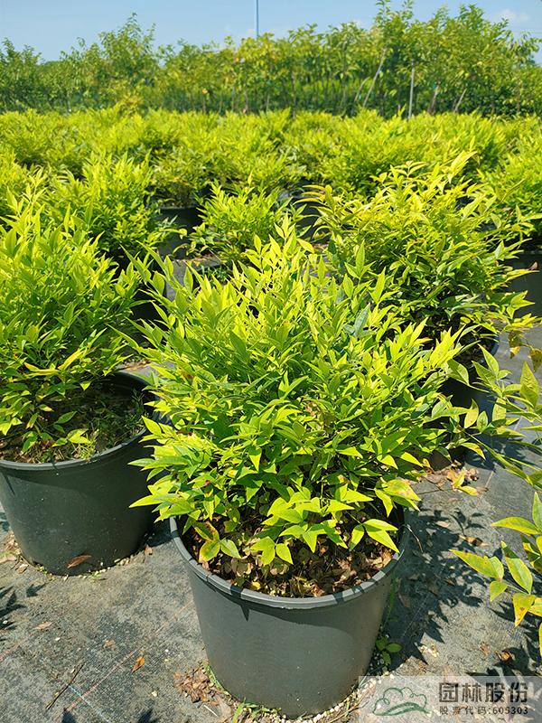 亚洲精品白浆高清久久久久久