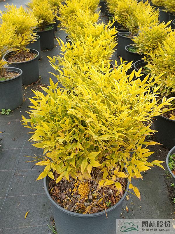 亚洲精品白浆高清久久久久久