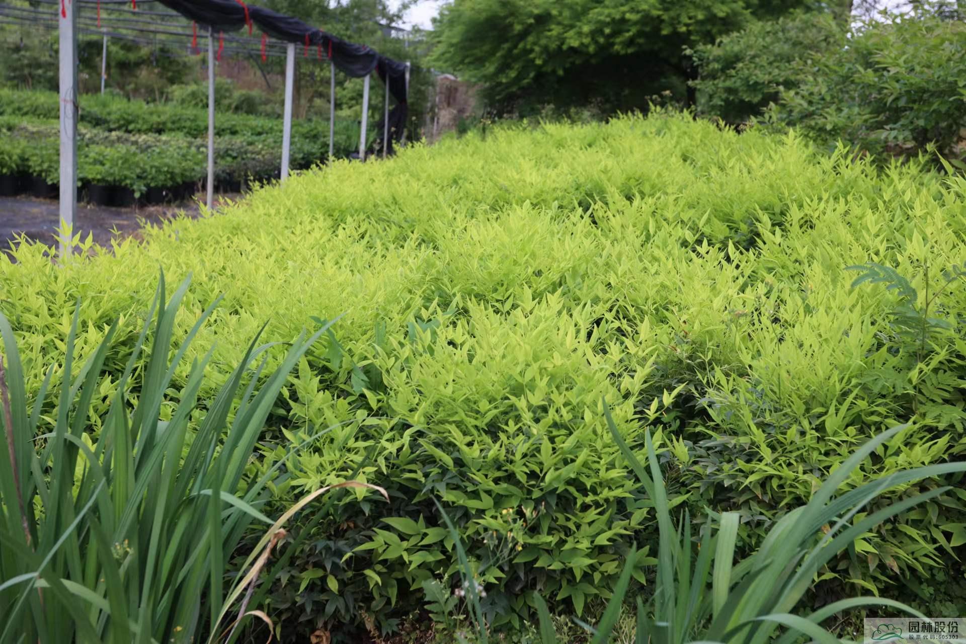 亚洲精品白浆高清久久久久久