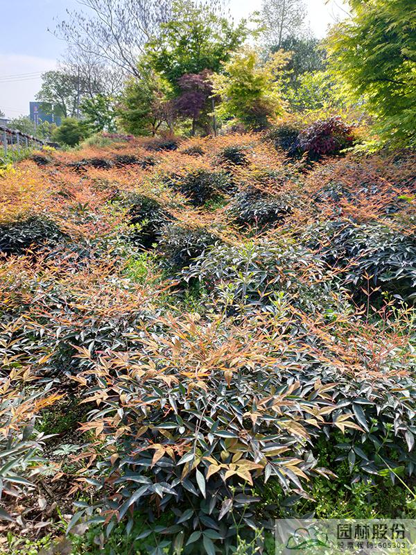 亚洲精品白浆高清久久久久久