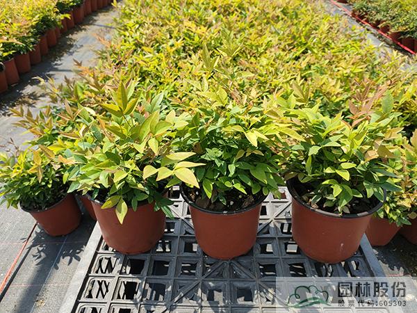 亚洲精品白浆高清久久久久久