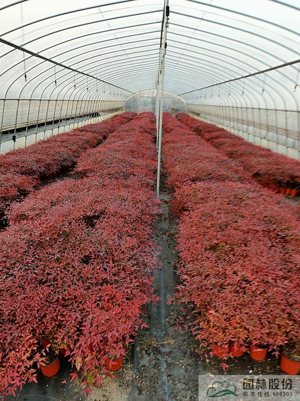 亚洲精品白浆高清久久久久久