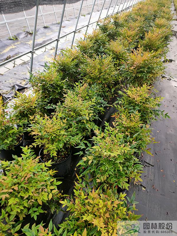 亚洲精品白浆高清久久久久久