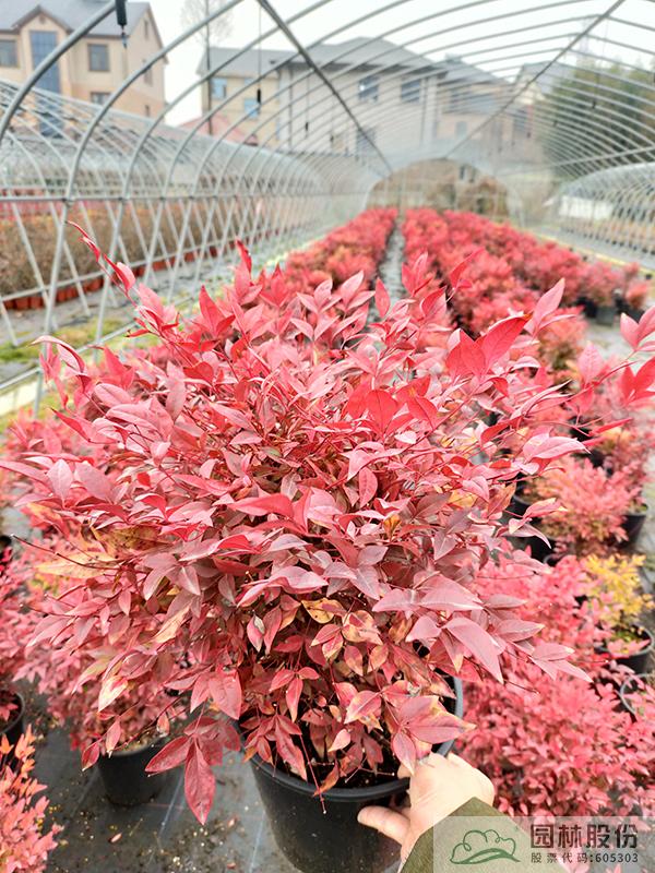 亚洲精品白浆高清久久久久久