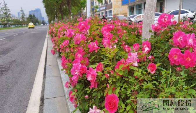 亚洲精品白浆高清久久久久久