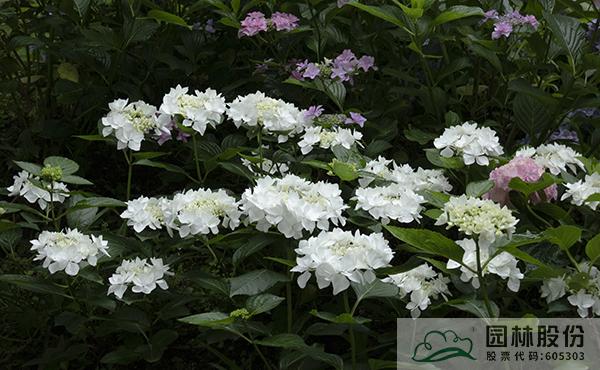 亚洲精品白浆高清久久久久久