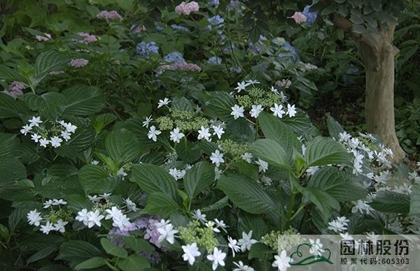 亚洲精品白浆高清久久久久久