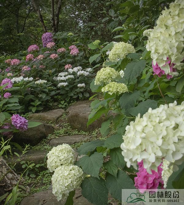 亚洲精品白浆高清久久久久久