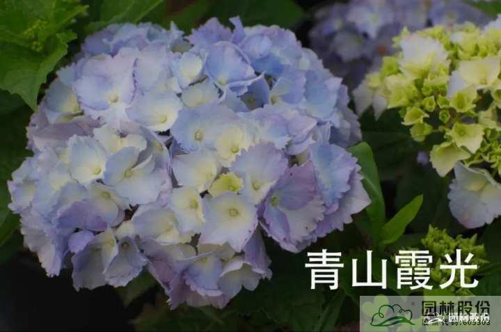 亚洲精品白浆高清久久久久久