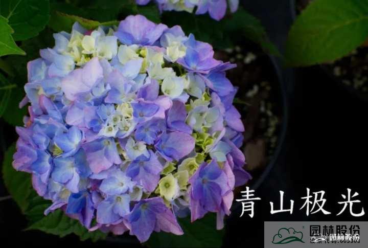 亚洲精品白浆高清久久久久久