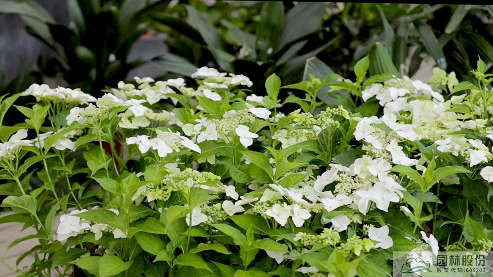 亚洲精品白浆高清久久久久久