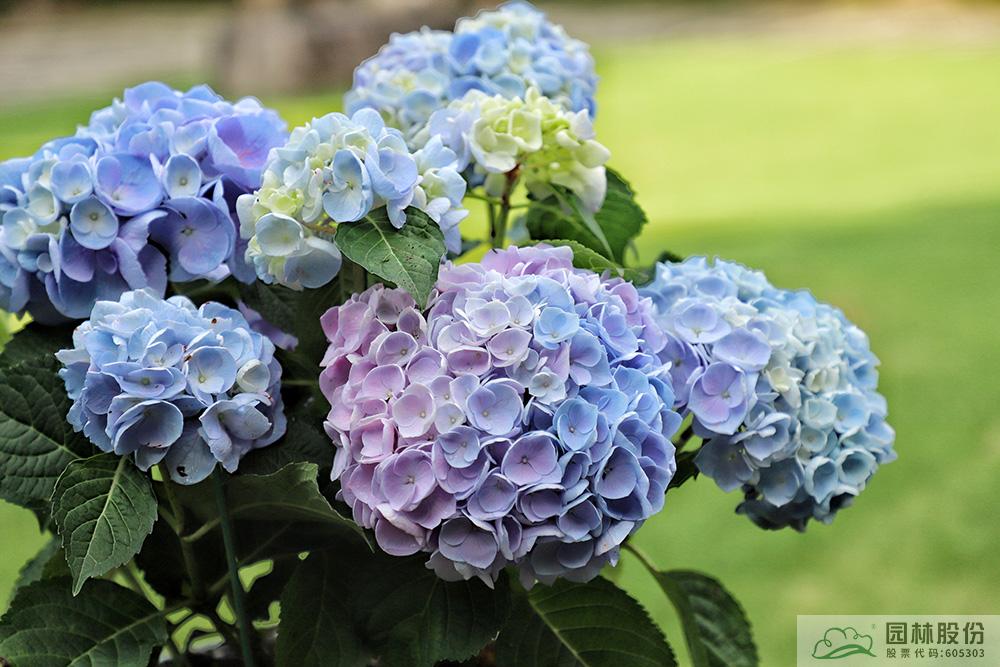 亚洲精品白浆高清久久久久久