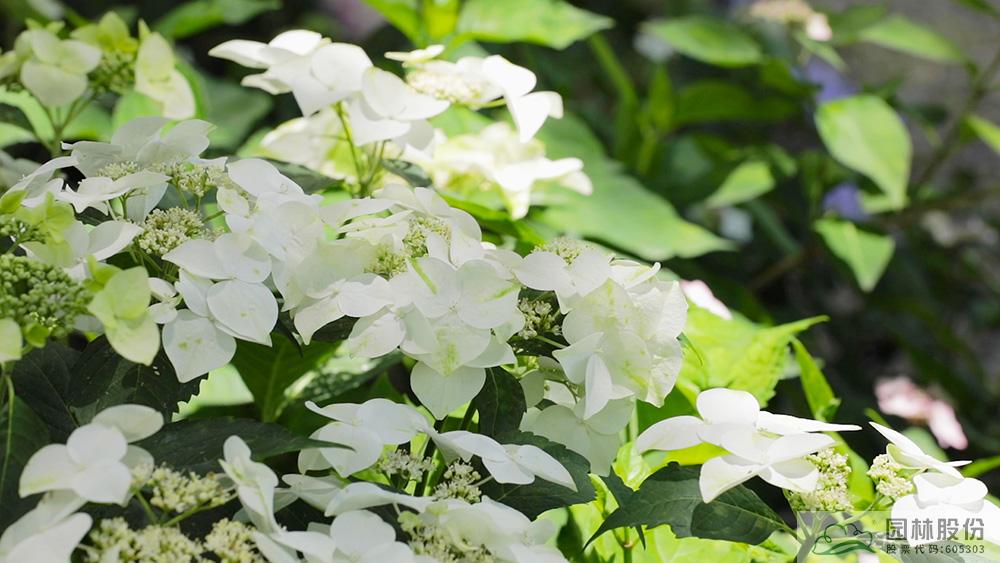 亚洲精品白浆高清久久久久久