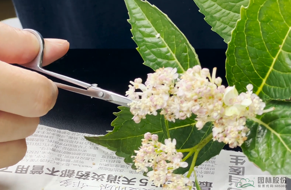 亚洲精品白浆高清久久久久久