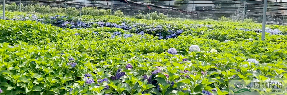 亚洲精品白浆高清久久久久久