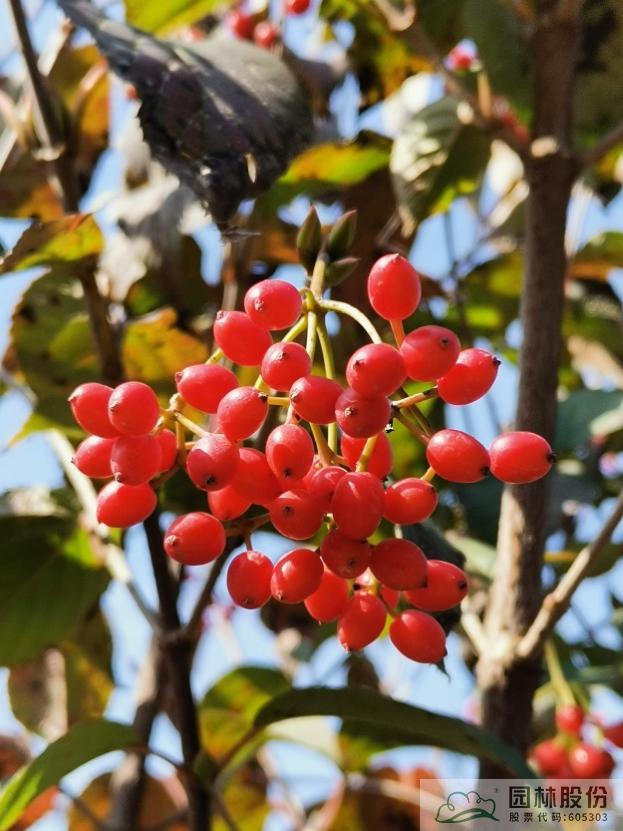 亚洲精品白浆高清久久久久久