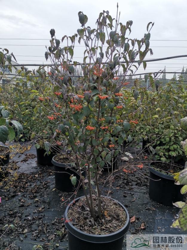 亚洲精品白浆高清久久久久久