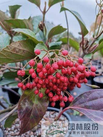 亚洲精品白浆高清久久久久久