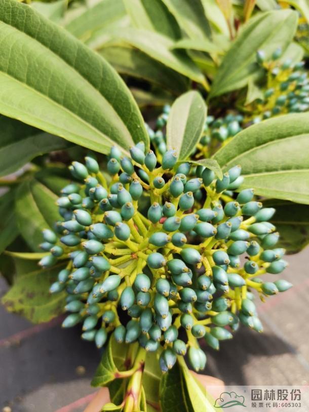 亚洲精品白浆高清久久久久久