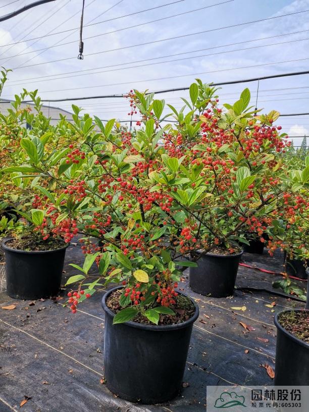 亚洲精品白浆高清久久久久久