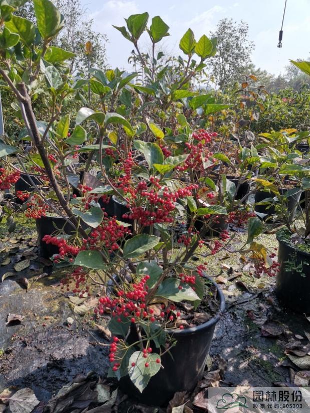 亚洲精品白浆高清久久久久久