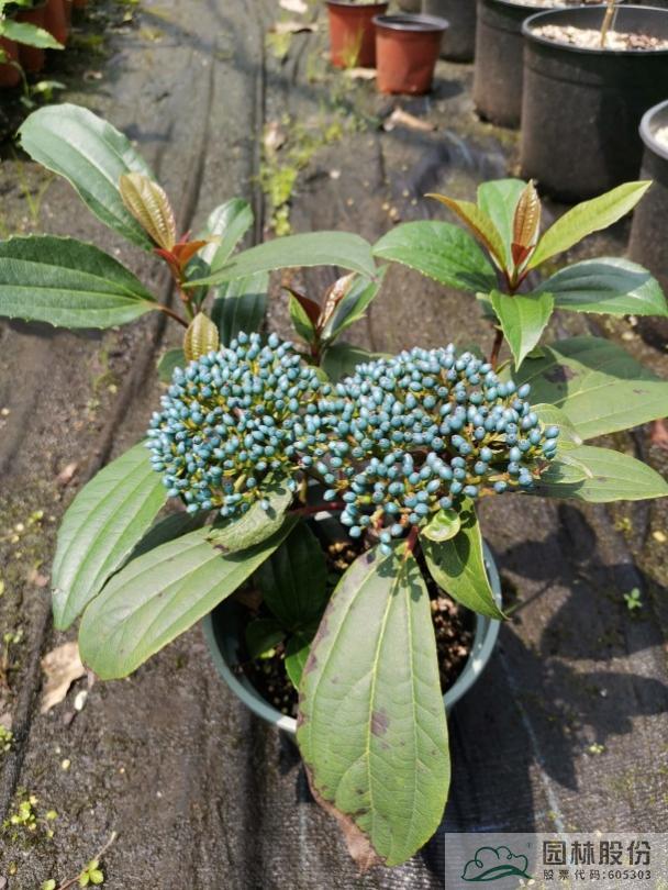 亚洲精品白浆高清久久久久久